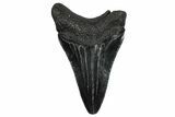 Serrated, Juvenile Megalodon Tooth - South Carolina #332171-1